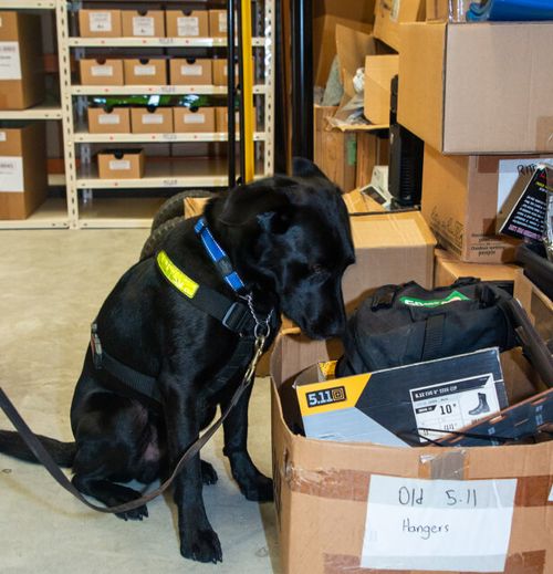 Drug Detection Services North Island NZ Detector Dogs